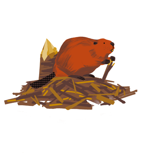 beaver