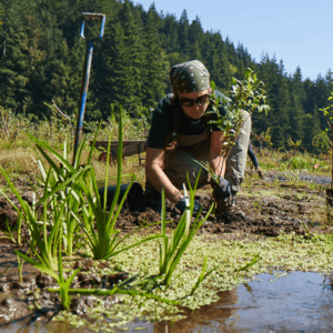 person kneeling over marsh land pulling weeds