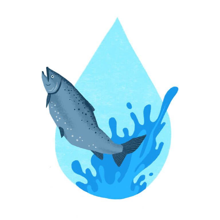 illustration of salmon in a water droplet
