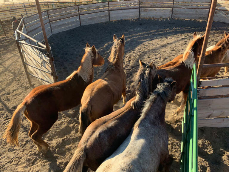 Beaty Butte Wild Horses