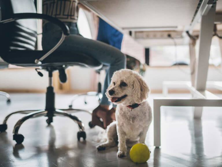 A dog at the office