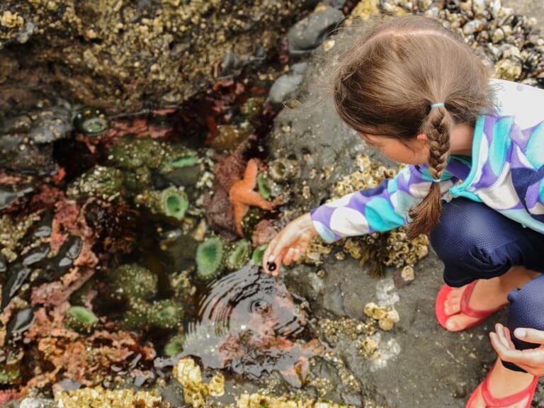 student picking up a rock from a small tidepool