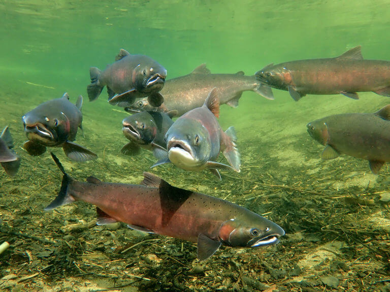 Salmon swimming