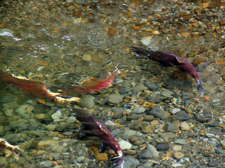 Salmon in a stream