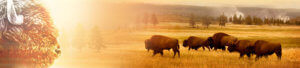 Buffalo Tout Background