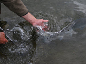Releasing salmon in river