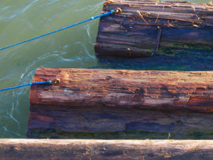 logs in the water