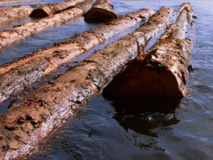logs floating on a river