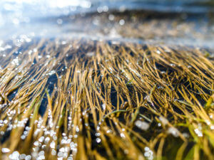 Water plants in a river