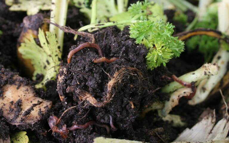 Outdoor School - Worm Studies