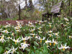 Wildflowers on Mt. Pisgah