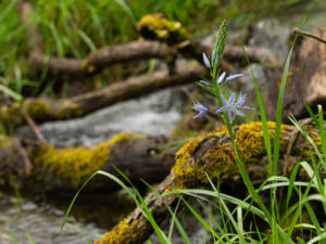 Stream on Mt. Pisgah