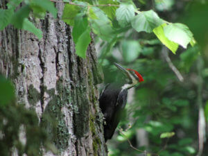 Piliated Woodpecker