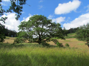 Oak tree