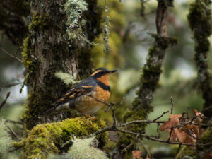 Western Meadowlark