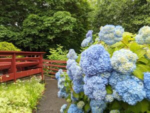 hydrangeas