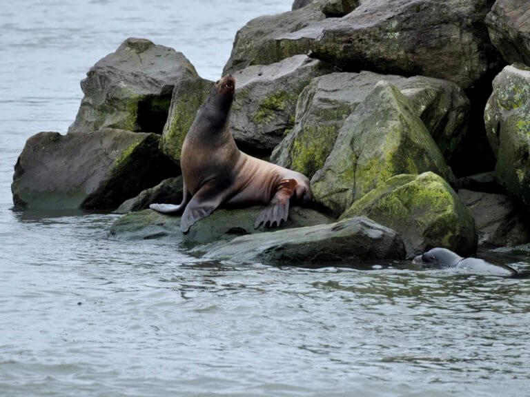 Sea lion on rocks