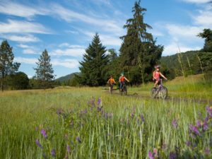 Riding bikes in a meadow