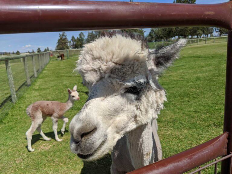 Alpaca closeup