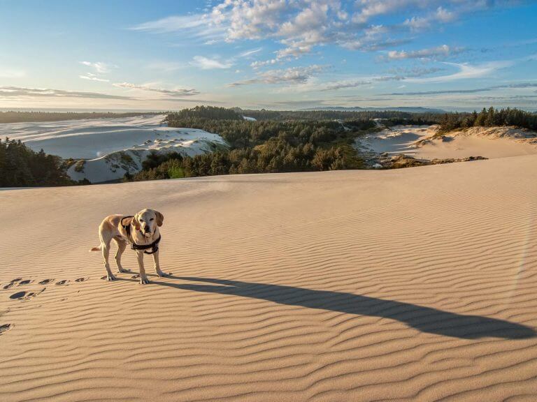 dog on the Oregon Dunes