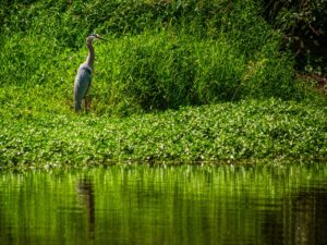 heron at water edge