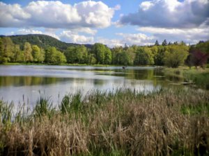 Shoreline of Vernonia Lake