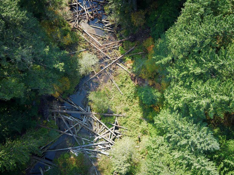 overhead view of fallen and placed logs on a river, surrounded on both sides by forest