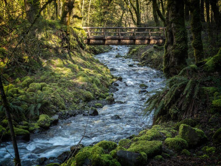 Wood footbridge over Gorton Creek running through a forest