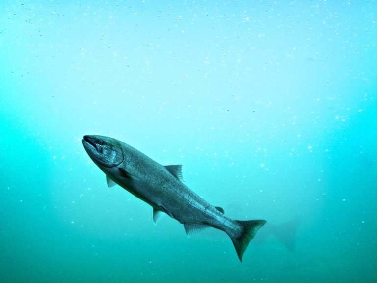 Steelhead trout in very blue water