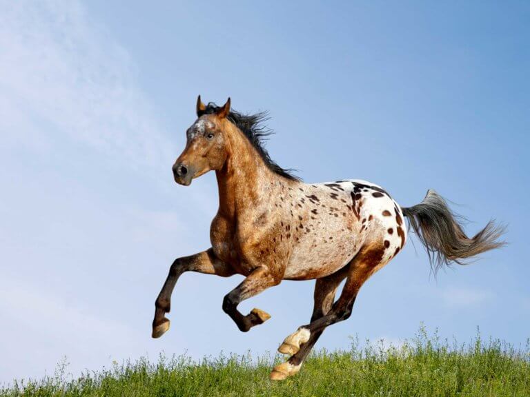 appaloosa horse galloping