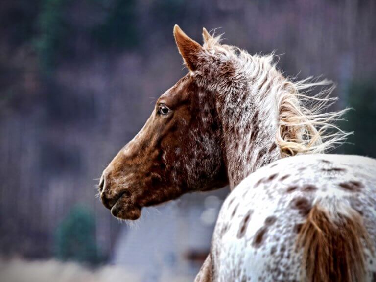 appaloose horse in profile