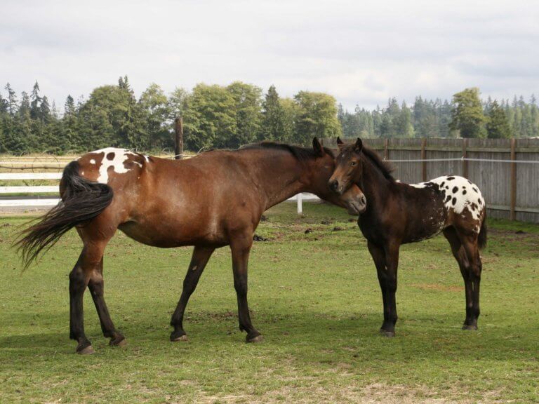 appaloosa mare and foal