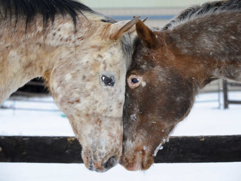 two horses with heads together