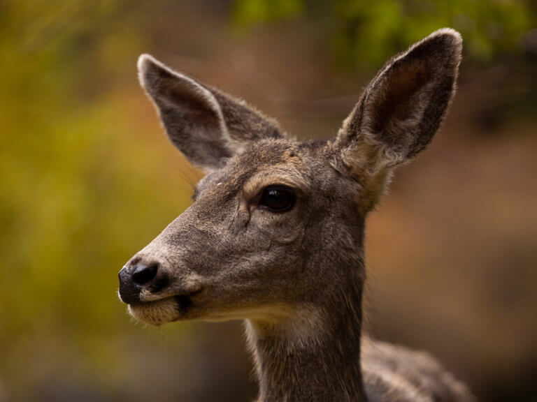 Closeup of a deer