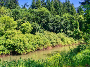 Luckiamute River with lush vegetation at river banks