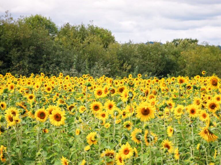 field of sunflowers in Polk County