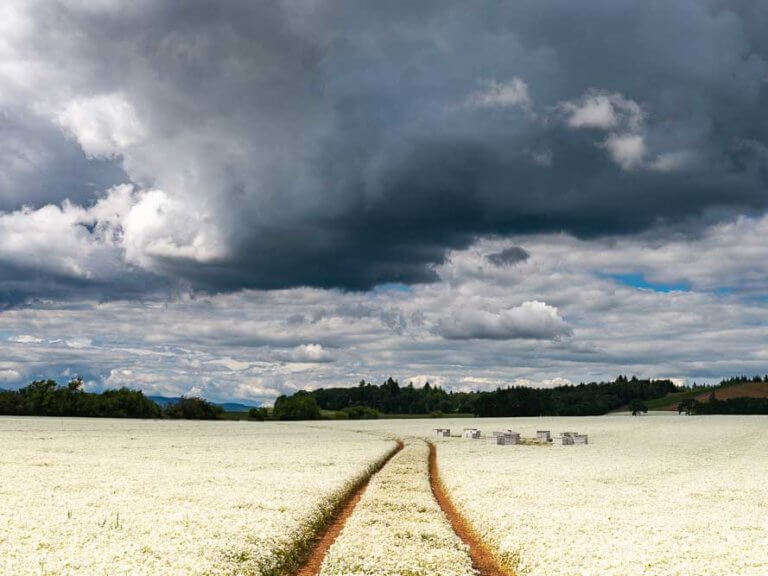 ruts cutting through a field under thunder clouds