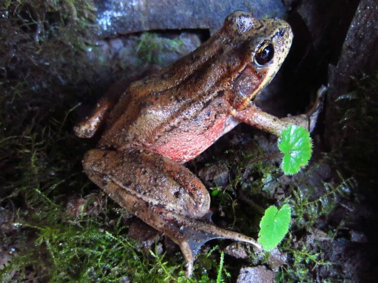 Red-legged frog, Silver Falls State Park