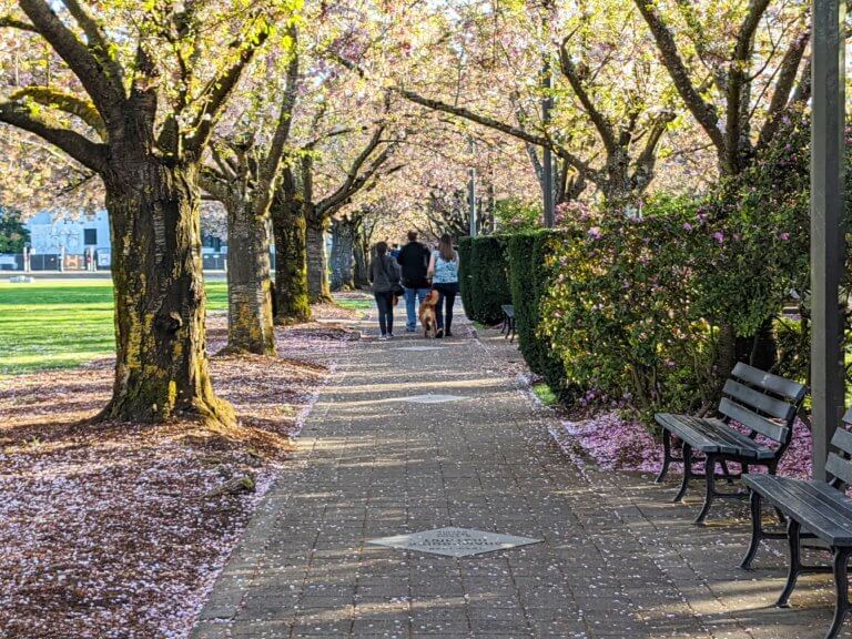 Three people with a dog walk beneath cherry trees