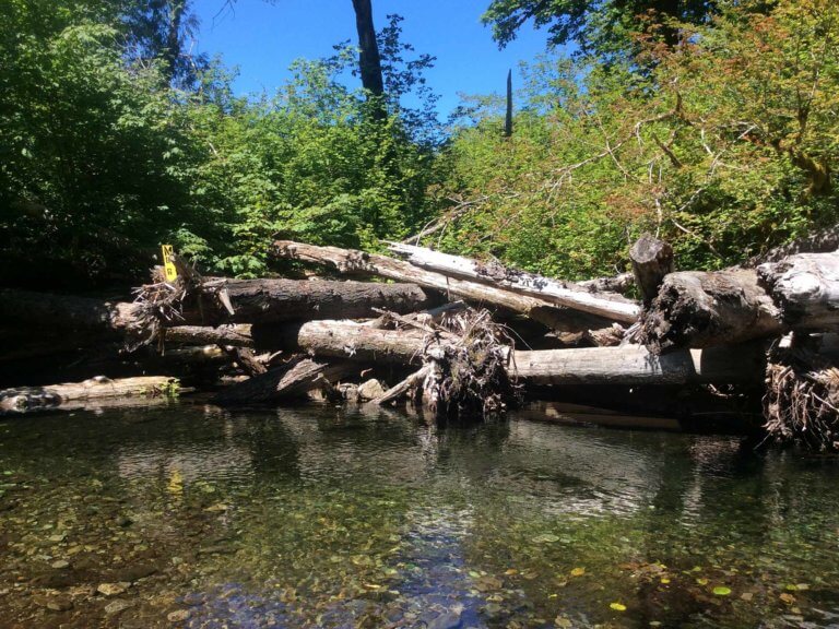 natural dam on logs stacked in the bend of a river, with trees overhead