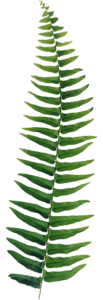 fern frond