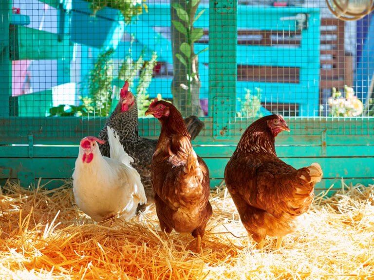 four chickens stand on straw in a coop