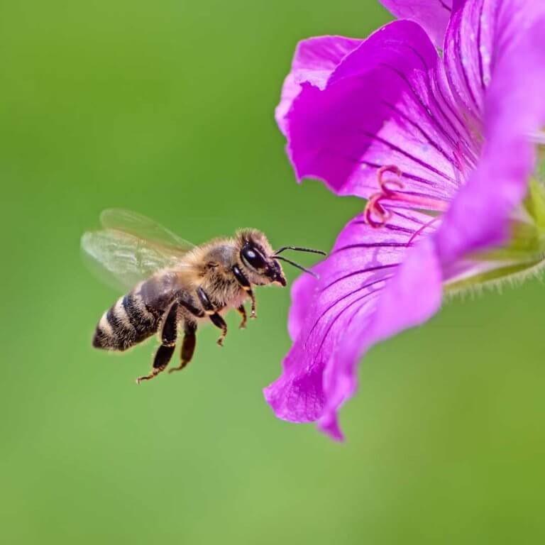 A honeybee visits a flower blossom
