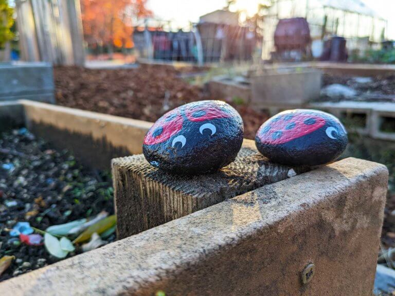 Two painted ladybug rocks on a raised garden bed