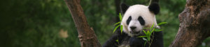 Fu Dai Lian Lian Panda tout