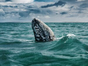 A grey whale breaches in the ocean