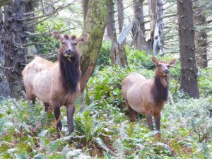 Two elk stand in a forest