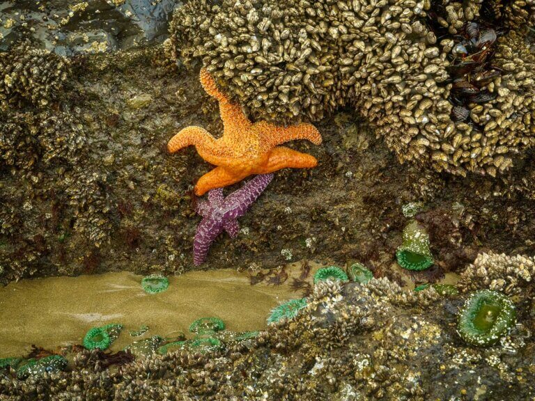 Two sea stars in a tidepool