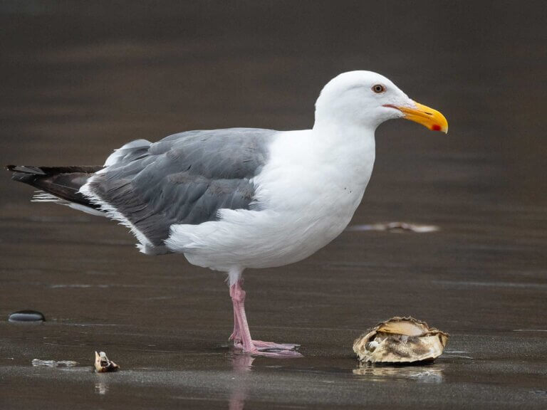 A seagull eats a shellfish on a beach