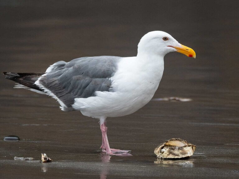 A seagull eats a shellfish on a beach
